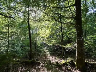 Award nomination for Icebug forestry initiative