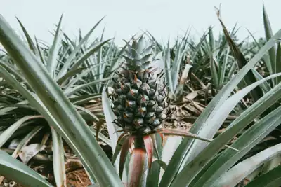 Pineapple fibre facility opens in Vietnam