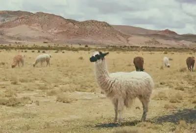 Research project to optimise alpaca fibres