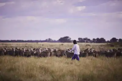 Roadmap to make wool industry “nature-positive” launched