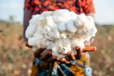 Good progress in African cotton sector, CmiA reports