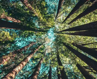 Patagonia to work with Canopy on ‘next gen’ packaging