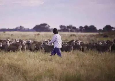 Grant will help Australia’s woolgrowers set up insetting