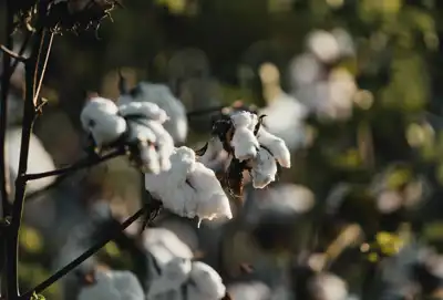 Cotton Trust Protocol prepares new dues structure