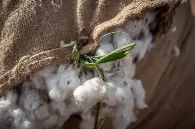 Cotton plan could create half a million textile jobs in Africa