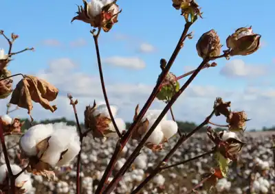 Oeko-Tex changes rules on organic cotton and PET bottles