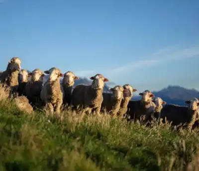 Animal welfare breaches confirmed by New Zealand government