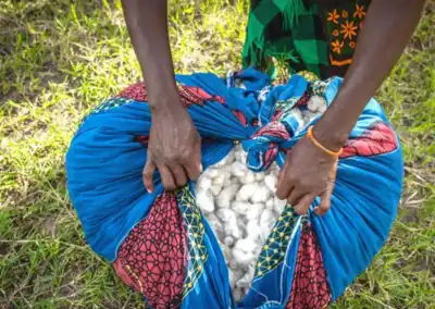 Scheme promotes carbon credits for African cotton