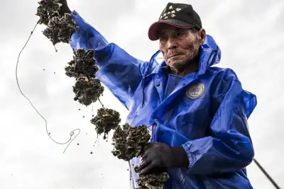 Oyster shell-derived fibre ‘gains traction’