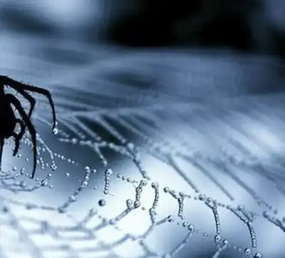 Giant spider provides inspiration for biotech start-up