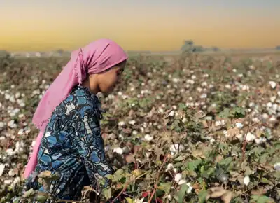 OCA creates cotton curriculum for Turkish farmers