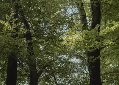 Lenzing to boost TreeToTextile to commercial scale