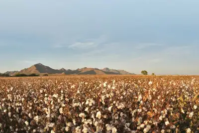 Record cotton stocks as synthetic fibres challenge on price