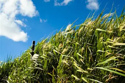 New project will make viscose from grass