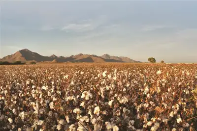 Organic cotton farmers need better guarantees for it to work, says TE