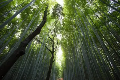 Kontoor seeks alternative fibres as part of new forestry policy