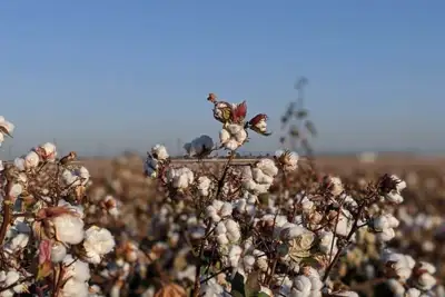Senators urge assistance for US cotton and textiles industry