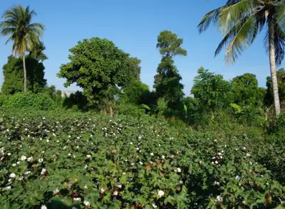 Timberland-driven project brings cotton back to Haiti