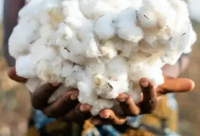 New growth for Cotton made in Africa