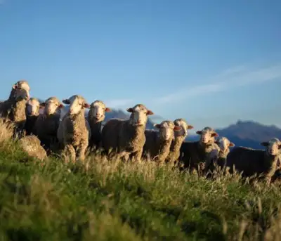 Animal welfare breaches confirmed by New Zealand government
