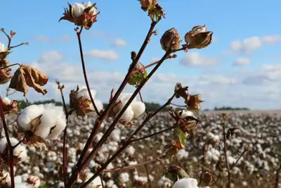 US Cotton Trust Protocol celebrates successes