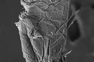 Brands unite to support fibre shedding research