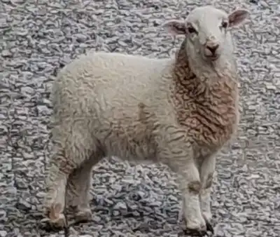 New paradigm needed for carbon calculations, wool scientist says