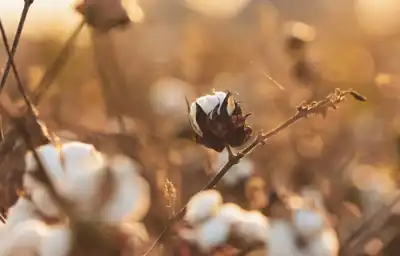 USDA steps in to ‘revitalise’ cotton industry after sharp losses