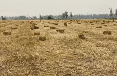 Canopy calls for brands’ support as pilot champions straw for MMCFs