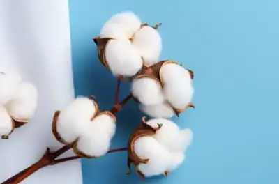New physical origin assurance programme for US cotton