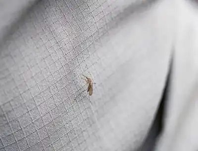 Red Dot recognition for Royal Robbins