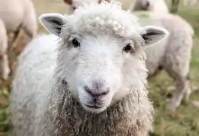 Wool sector ‘cautiously optimistic’ but tensions remain