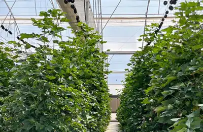 H&M-backed project seeks to scale hydroponic cotton